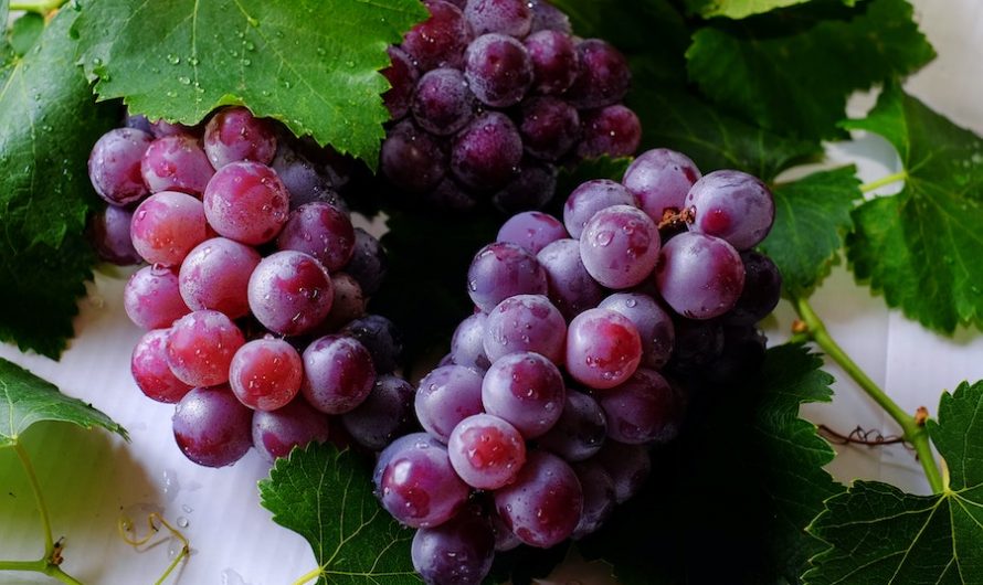 6 bienfaits incroyables du raisin pour la santé
